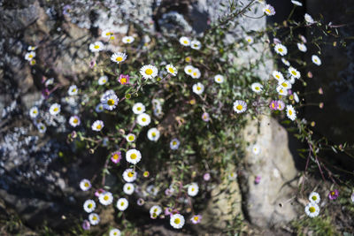 Close-up of flowering plant