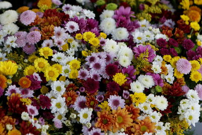 Close-up of flowers blooming 