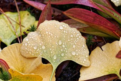 Close-up of water drops on leaves