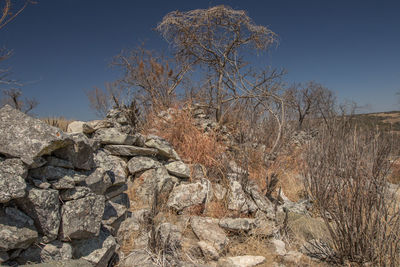 Bare tree against sky