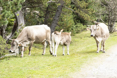 Cows standing in a field