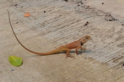 High angle view of lizard on wood