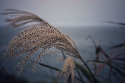 Close-up of plants against sky