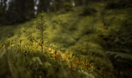 Close-up of grass