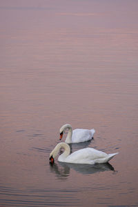 Swan swimming in a lake