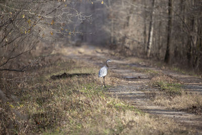 Majestic great blue heron  ardea herodias standing near a muddy road