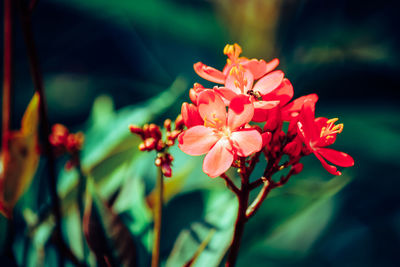 Close-up of red flowering plant