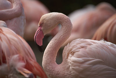 Close-up of duck