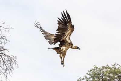 Low angle view of bird flying against sky