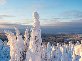 Crown snow-load on trees in riisitunturi national park, posio, finland