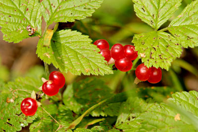 Close-up of red berries growing on tree