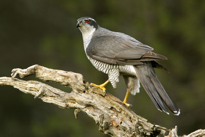 Close-up of bird perching on branch