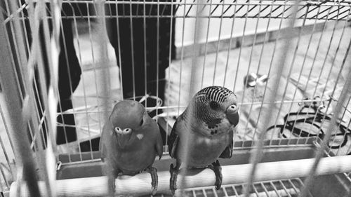 View of birds in cage