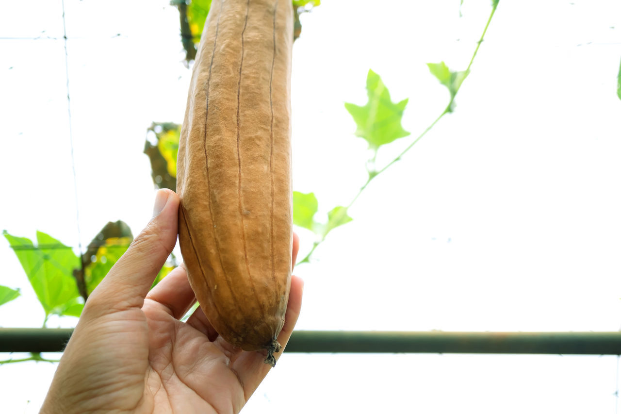 CROPPED IMAGE OF PERSON HOLDING PLANT