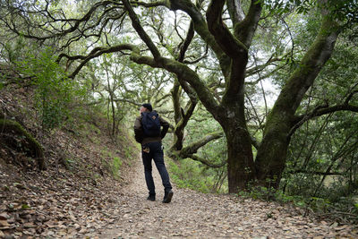 Hiker walking away from camera on tree covered trail in california