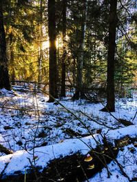 Trees in forest during winter