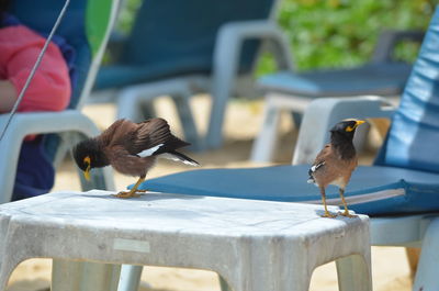 Bird perching on wood