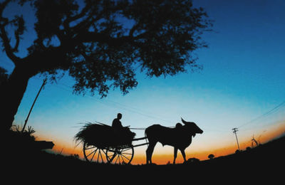 Silhouette horses on field against sky during sunset