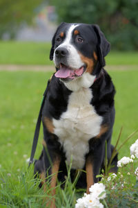 Dog looking away on field