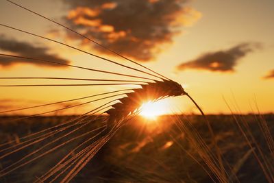 Close-up of stalks in field against orange sky