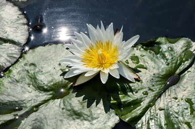 High angle view of lotus water lily in lake