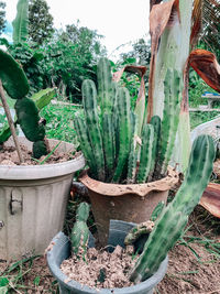 Close-up of succulent plants in garden