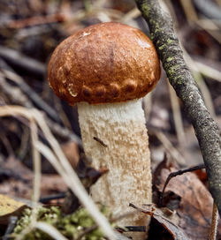 Close-up of mushroom growing on field