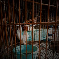 View of birds in cage