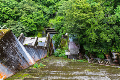 Walkway amidst plants and trees in forest