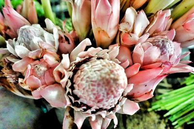 Close-up of cactus flower