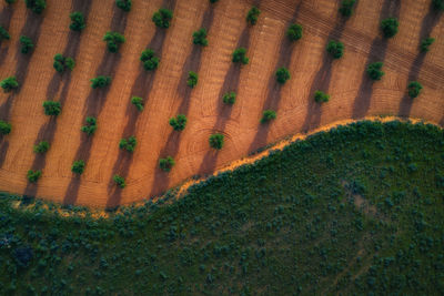 High angle view of pine tree