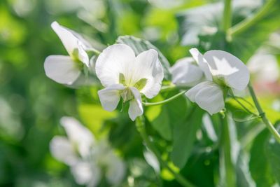 Close-up of white flowering plant