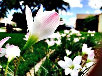 Close-up of white flowers