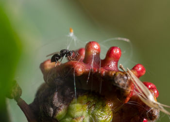 Oak gall wasp