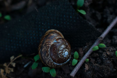 Close-up of snail on land