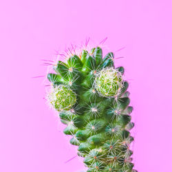 Close-up of cactus plant