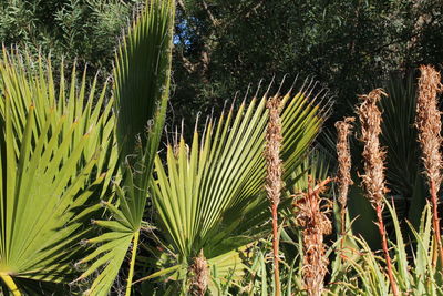 Close-up of palm tree in forest