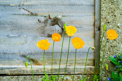 High angle view of yellow flowering plants on wood