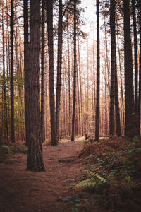 Trees in forest