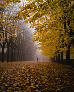 Trees in park