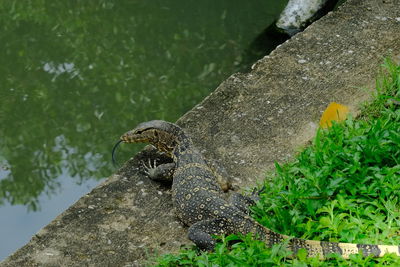 View of a lizard on rock