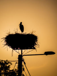 Silhouette bird perching on nest against sky during sunset