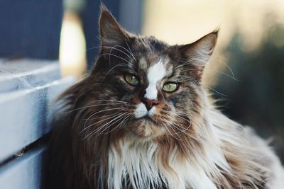 Close-up portrait of cat