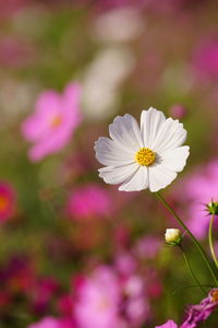 Close-up of pink cosmos flower blooming outdoors