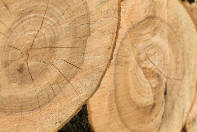 Close-up of tree trunks sawed for firewood
