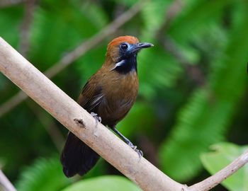 Close-up of bird perching on tree