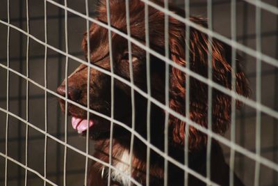 Close-up of dog in cage