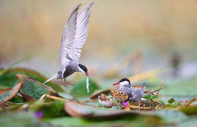 Tern feeding young birds on leaves