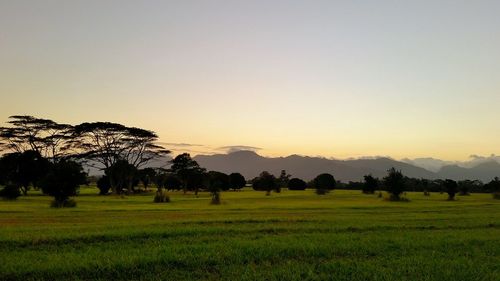 Scenic view of grassy field