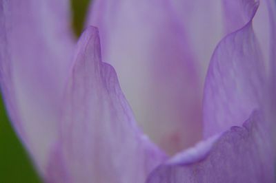 Close-up of pink flower